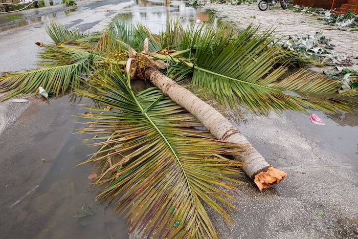 The Power of Customer Feedback: Driving Storm Impact's Evolution