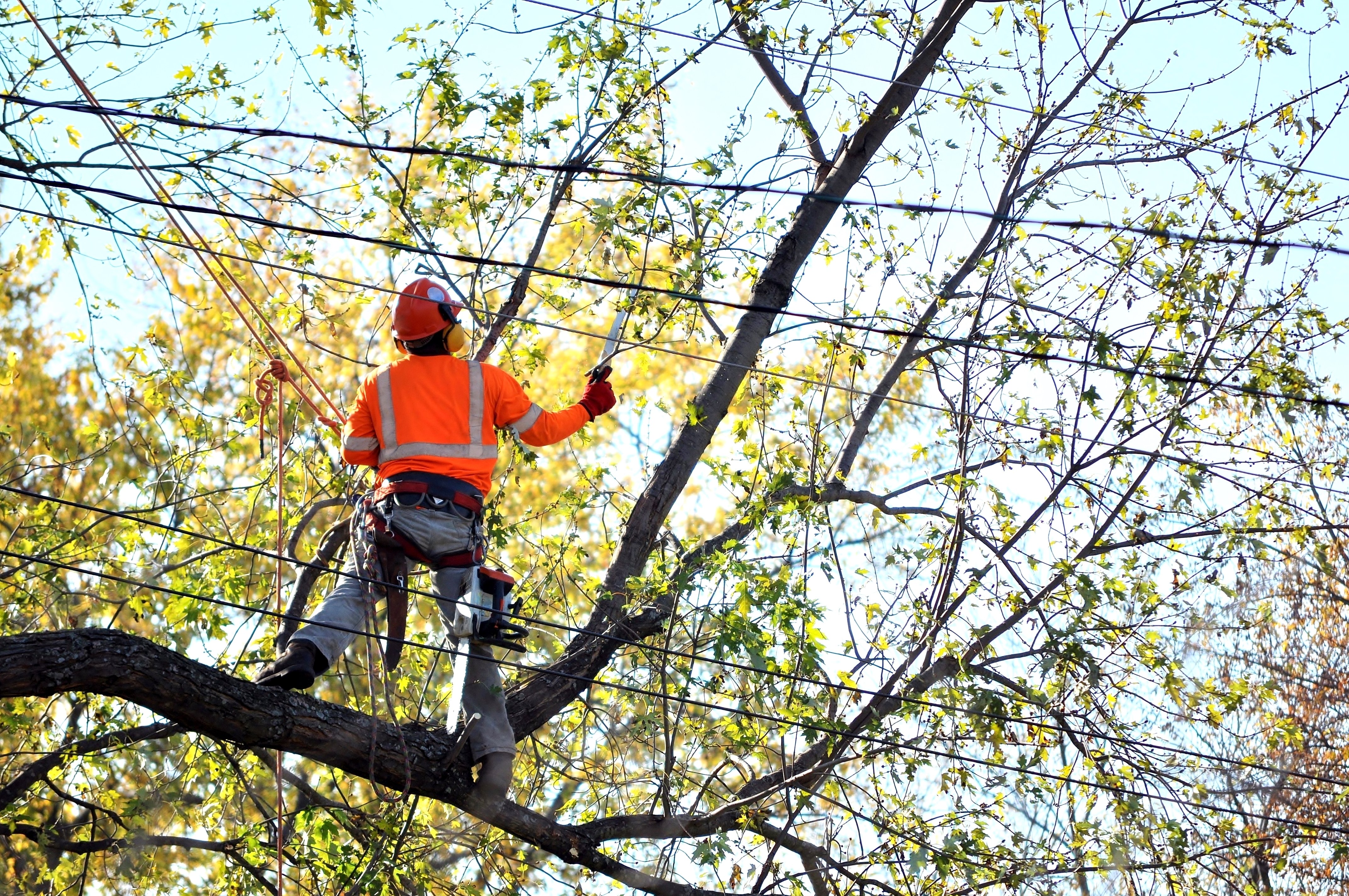 Why Utility Vegetation Management is One of the Most Dangerous Jobs in America